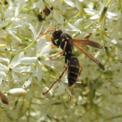 Polistes (Polistes) chinensis (Asian paper wasp) at Conder, ACT - 7 Jan 2023 by MichaelBedingfield