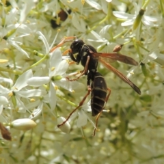 Polistes (Polistes) chinensis (Asian paper wasp) at Conder, ACT - 7 Jan 2023 by MichaelBedingfield