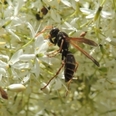 Polistes (Polistes) chinensis (Asian paper wasp) at Conder, ACT - 7 Jan 2023 by michaelb