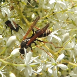 Polistes (Polistes) chinensis at Conder, ACT - 7 Jan 2023 12:03 PM