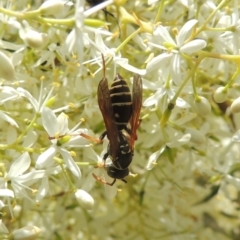 Polistes (Polistes) chinensis at Conder, ACT - 7 Jan 2023 12:03 PM