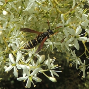 Polistes (Polistes) chinensis at Conder, ACT - 7 Jan 2023 12:03 PM