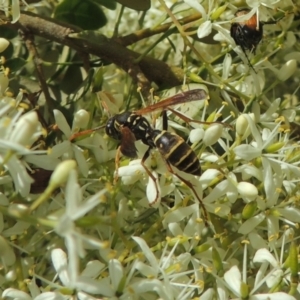 Polistes (Polistes) chinensis at Conder, ACT - 7 Jan 2023 12:03 PM