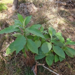 Solanum mauritianum at Isaacs, ACT - 19 Jul 2023