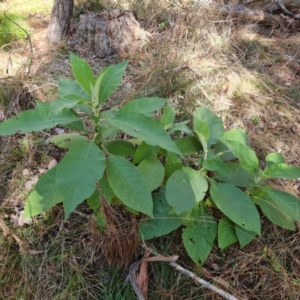 Solanum mauritianum at Isaacs, ACT - 19 Jul 2023 10:11 AM