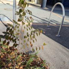 Ulmus parvifolia (Chinese Elm) at Phillip, ACT - 19 Jul 2023 by Mike