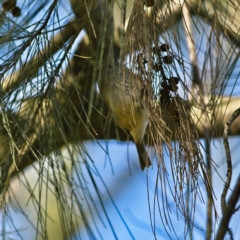 Acanthiza pusilla (Brown Thornbill) at Higgins Woodland - 19 Jul 2023 by Trevor