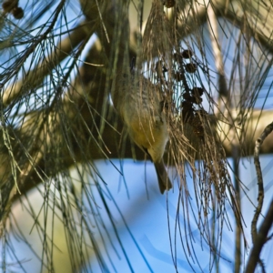 Acanthiza pusilla at Higgins, ACT - 19 Jul 2023