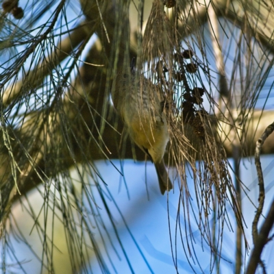 Acanthiza pusilla (Brown Thornbill) at Higgins Woodland - 19 Jul 2023 by Trevor