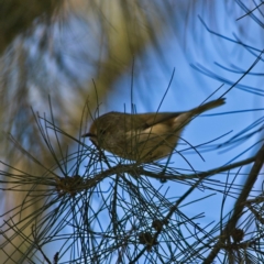 Acanthiza pusilla at Higgins, ACT - 19 Jul 2023