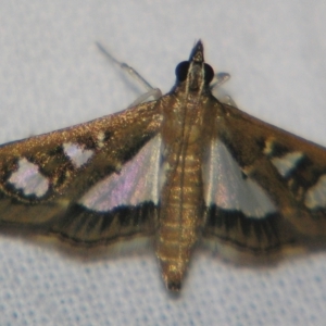 Glyphodes microta at Sheldon, QLD - 28 Mar 2007