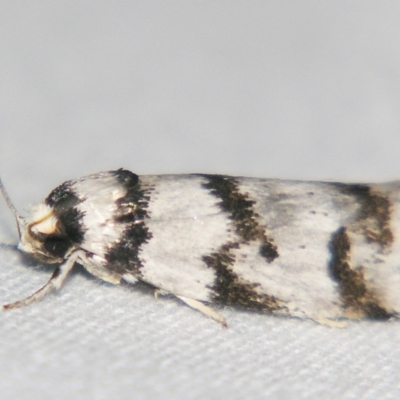 Barea (genus) (A concealer moth) at Sheldon, QLD - 28 Mar 2007 by PJH123