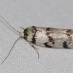Barea (genus) (A concealer moth) at Sheldon, QLD - 28 Mar 2007 by PJH123
