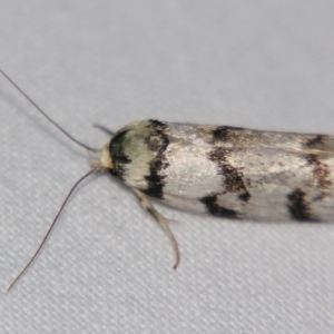 Barea (genus) at Sheldon, QLD - suppressed