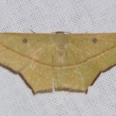 Traminda aventiaria (A Geometer moth) at Sheldon, QLD - 28 Mar 2007 by PJH123