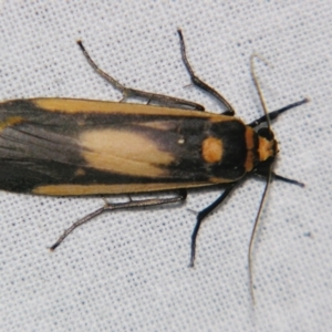 Brunia replana at Sheldon, QLD - suppressed
