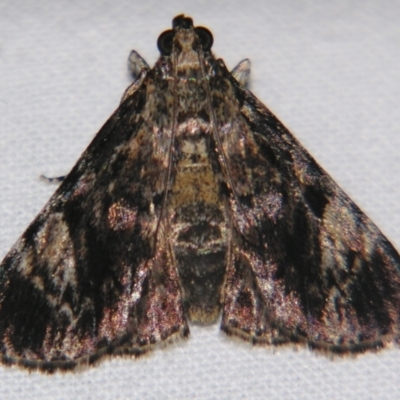 Salma cholica (A Pyralid moth) at Sheldon, QLD - 30 Mar 2007 by PJH123