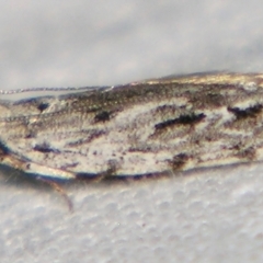 Hypatima cyrtopleura (Gelechiidae) at Sheldon, QLD - 30 Mar 2007 by PJH123