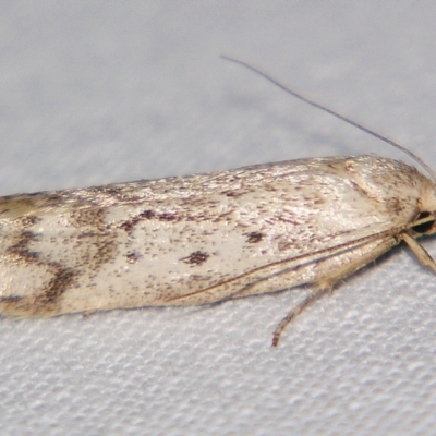 Philobota (genus) (Unidentified Philobota genus moths) at Sheldon, QLD - 30 Mar 2007 by PJH123