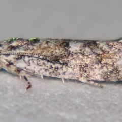 Lichenaula appropinquans (A Xylorictid moth) at Sheldon, QLD - 30 Mar 2007 by PJH123