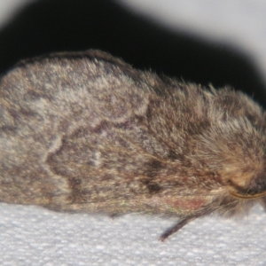 Pernattia pusilla at Sheldon, QLD - suppressed