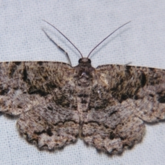 Unplaced externaria (Mahogany Bark Moth (formerly Hypomecis externaria)) at Sheldon, QLD - 30 Mar 2007 by PJH123