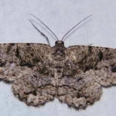 Unplaced externaria (Mahogany Bark Moth) at Sheldon, QLD - 30 Mar 2007 by PJH123