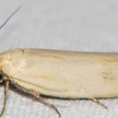 Xylorycta assimilis (A Xyloryctid moth) at Sheldon, QLD - 30 Mar 2007 by PJH123