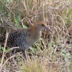 Lewinia pectoralis (Lewin's Rail) at Beecroft Peninsula, NSW - 15 Jul 2023 by Liam.m