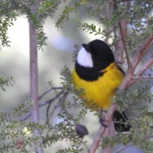 Pachycephala pectoralis at Acton, ACT - 19 Jul 2023