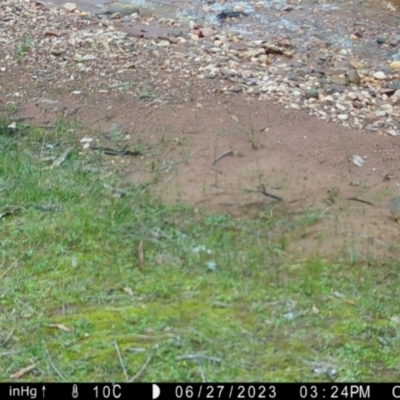 Antechinus flavipes (Yellow-footed Antechinus) at Suttons Dam - 28 Jun 2023 by KL