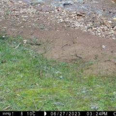 Antechinus flavipes at Fentons Creek, VIC - suppressed