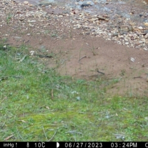 Antechinus flavipes at Fentons Creek, VIC - 28 Jun 2023