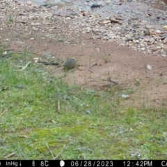 Antechinus flavipes at Fentons Creek, VIC - suppressed