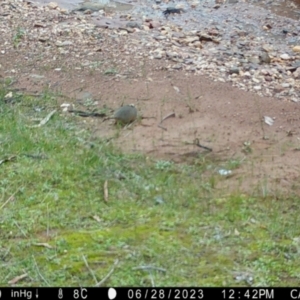 Antechinus flavipes at Fentons Creek, VIC - suppressed