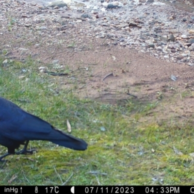 Corvus mellori (Little Raven) at Suttons Dam - 11 Jul 2023 by KL