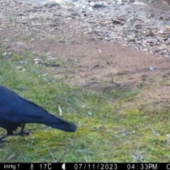 Corvus mellori (Little Raven) at Fentons Creek, VIC - 11 Jul 2023 by KL