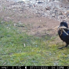 Corvus mellori at Fentons Creek, VIC - suppressed
