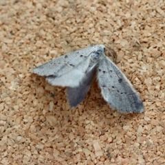 Unidentified Moth (Lepidoptera) at Moruya, NSW - 19 Jul 2023 by LisaH