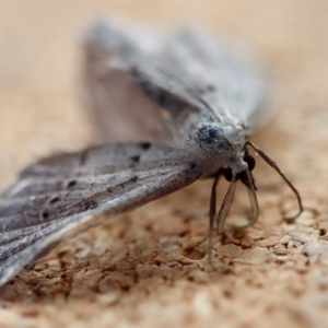 Taxeotis stereospila at Broulee Moruya Nature Observation Area - suppressed