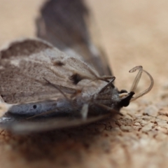 Taxeotis stereospila at Broulee Moruya Nature Observation Area - suppressed