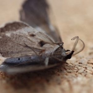 Taxeotis stereospila at Broulee Moruya Nature Observation Area - suppressed