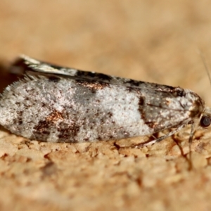 Lepidoscia heliochares at Broulee Moruya Nature Observation Area - suppressed