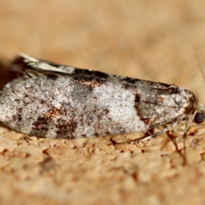 Lepidoscia heliochares at Moruya, NSW - 19 Jul 2023 by LisaH