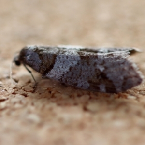 Lepidoscia heliochares at Broulee Moruya Nature Observation Area - suppressed