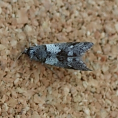 Lepidoscia heliochares at Broulee Moruya Nature Observation Area - suppressed