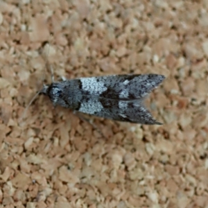 Lepidoscia heliochares at Broulee Moruya Nature Observation Area - 19 Jul 2023