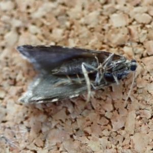 Lepidoscia heliochares at Broulee Moruya Nature Observation Area - suppressed