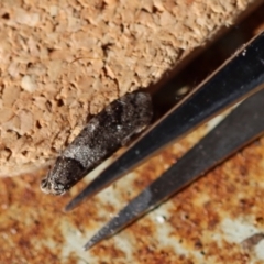 Lepidoscia heliochares at Broulee Moruya Nature Observation Area - suppressed