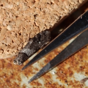 Lepidoscia heliochares at Broulee Moruya Nature Observation Area - suppressed